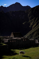 Machu Picchu Llama