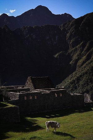 Machu Picchu Llama